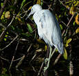 Aigrette bleue