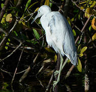 Little Blue Heron