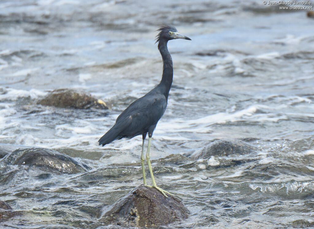 Little Blue Heron