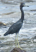 Little Blue Heron