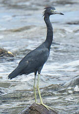 Aigrette bleue