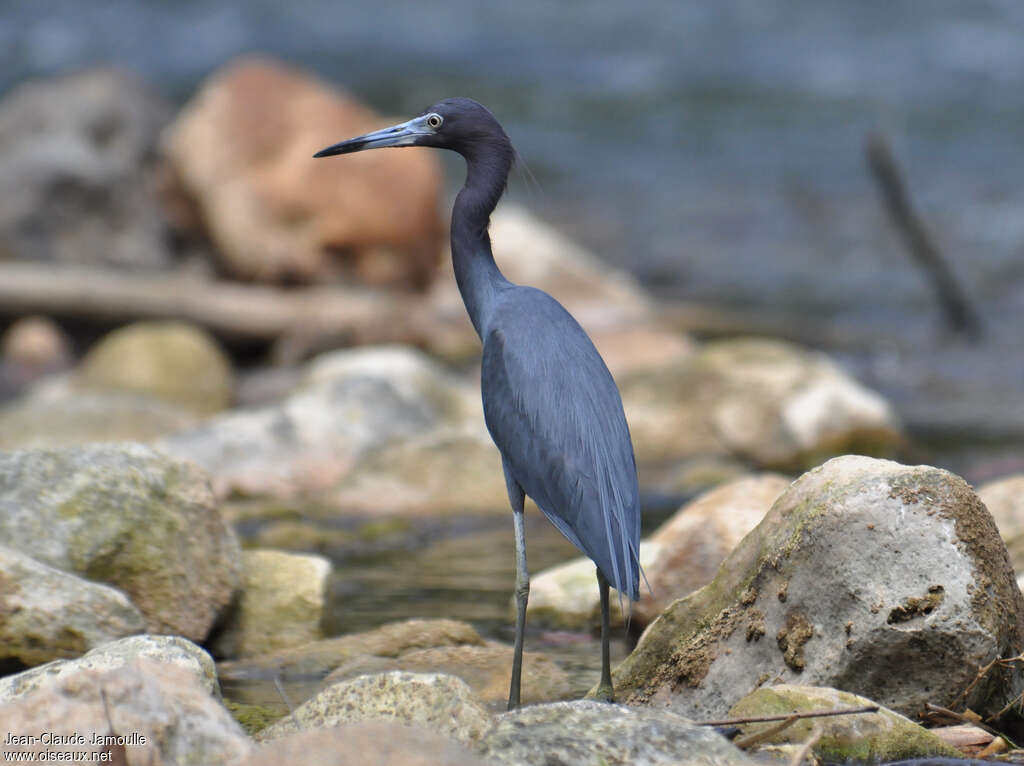 Little Blue Heron