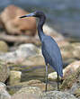 Aigrette bleue