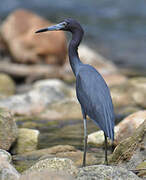 Aigrette bleue