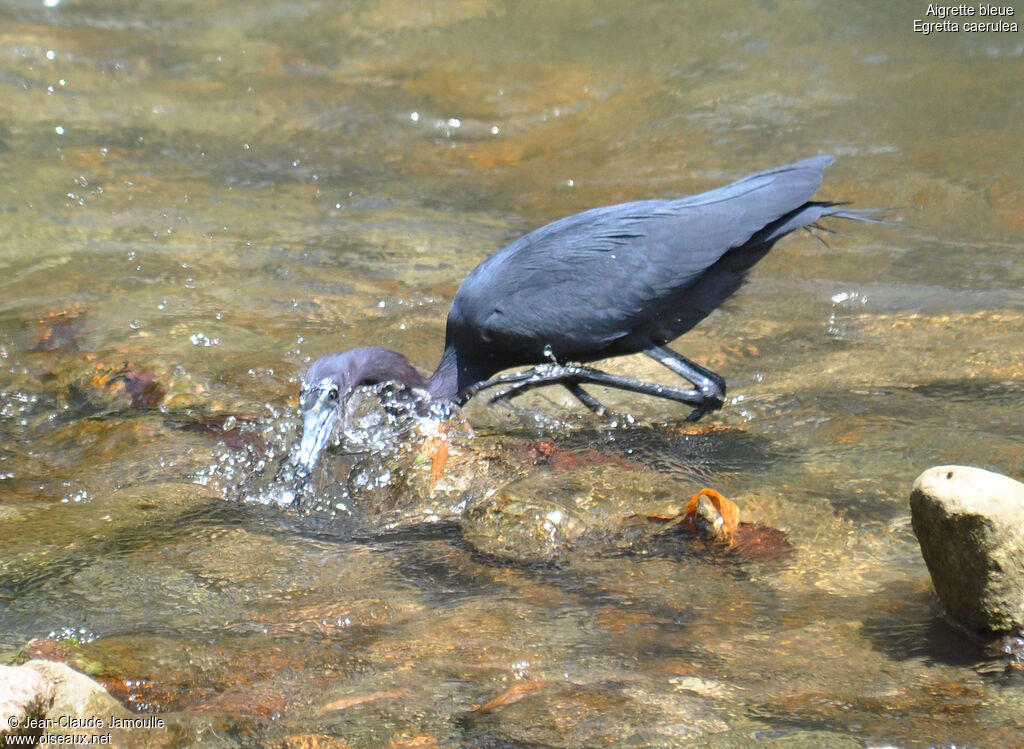 Little Blue Heron, feeding habits, Behaviour