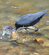 Little Blue Heron