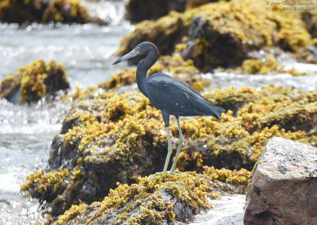 Little Blue Heron