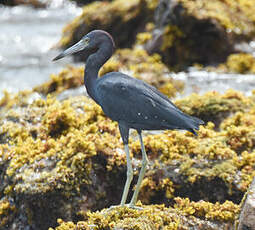 Aigrette bleue