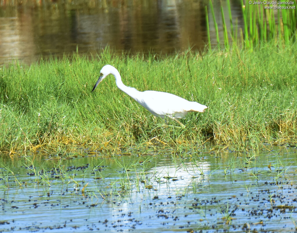 Aigrette bleue