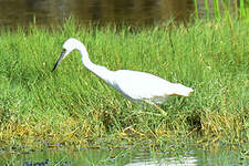 Aigrette bleue