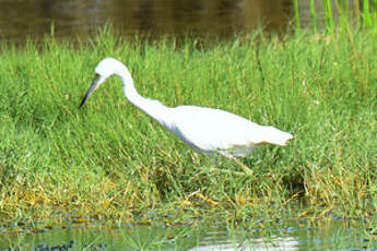 Aigrette bleue