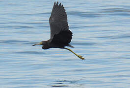 Little Blue Heron