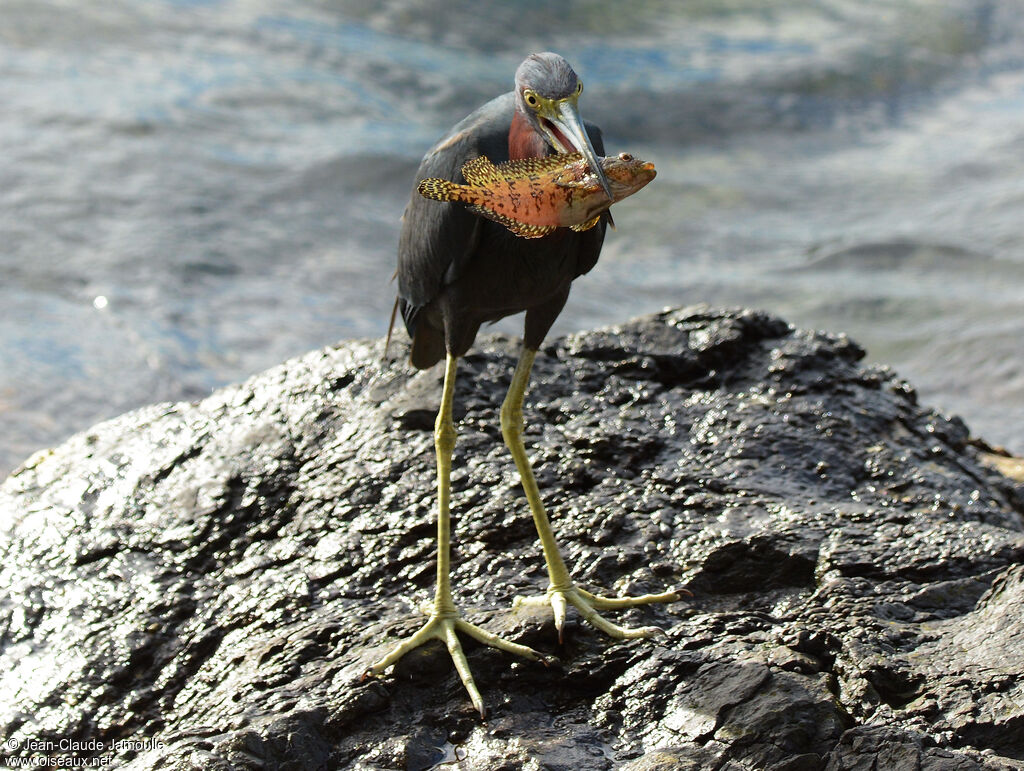 Little Blue Heron, feeding habits