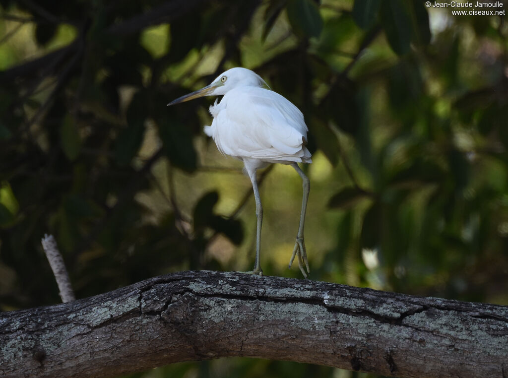 Aigrette de Chineadulte internuptial, identification, soins