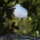 Aigrette de Chine