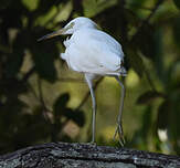 Aigrette de Chine