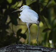 Chinese Egret