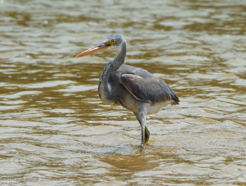 Western Reef Heron