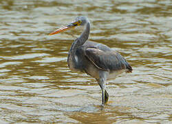 Western Reef Heron