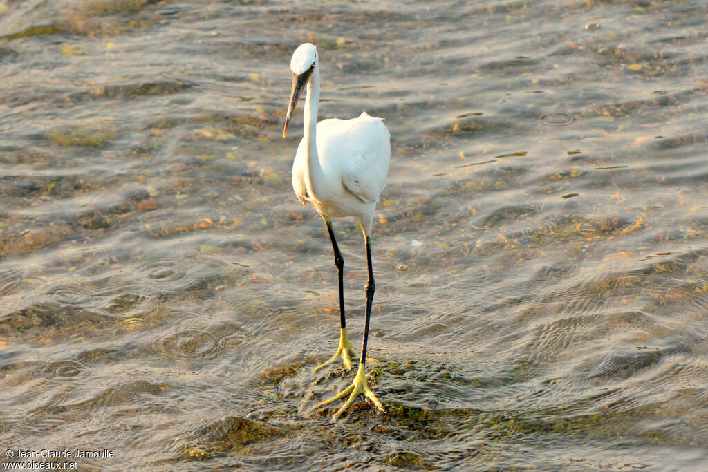 Aigrette des récifs