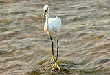 Aigrette des récifs