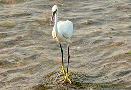 Western Reef Heron