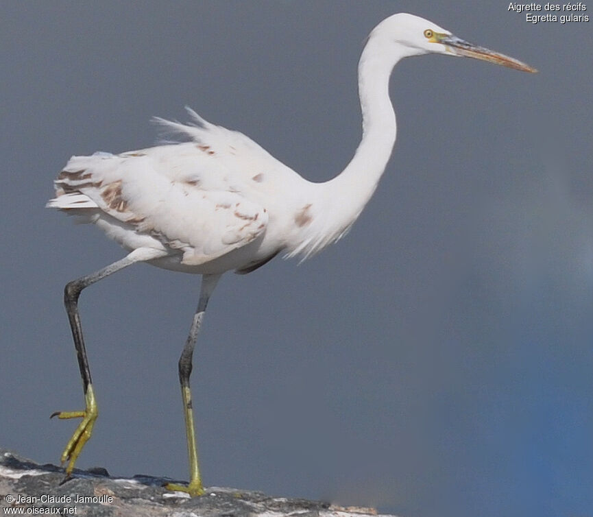 Western Reef Heron