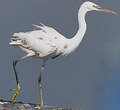 Aigrette des récifs