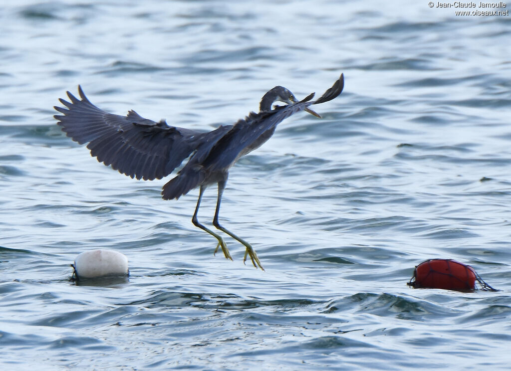 Aigrette des récifs