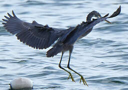 Western Reef Heron