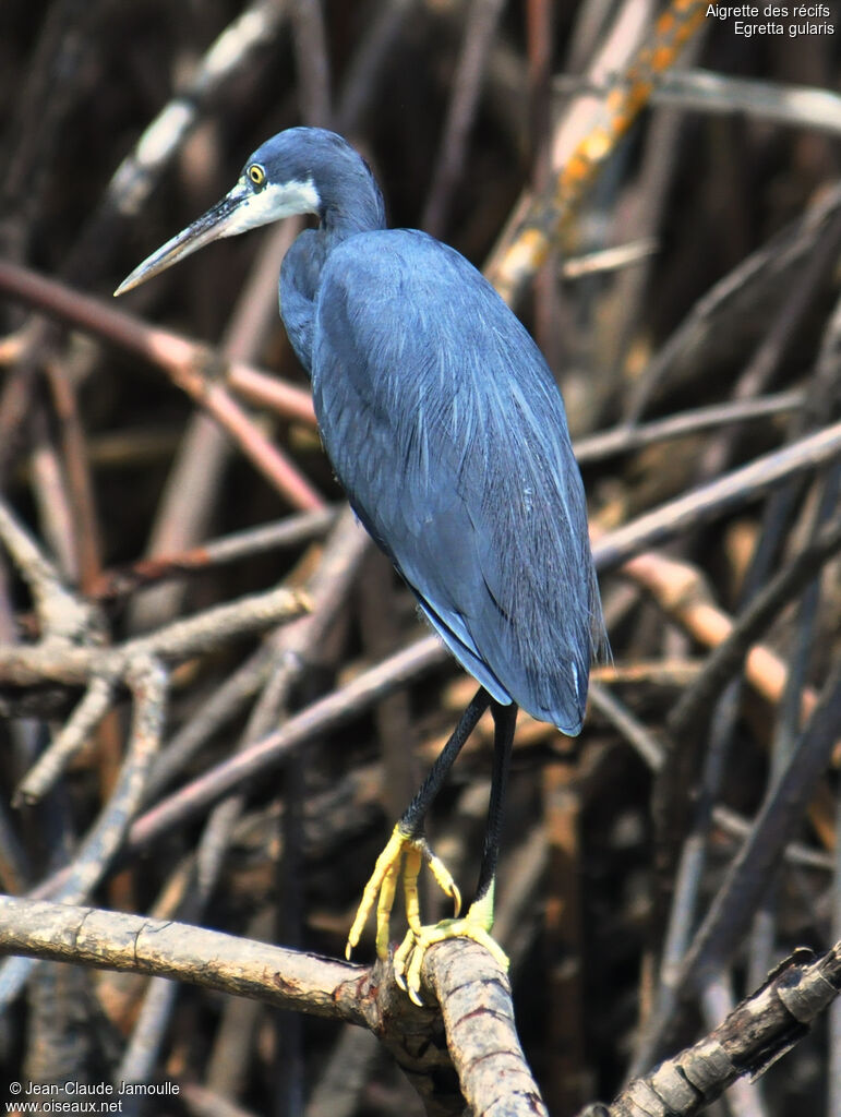 Aigrette des récifsadulte