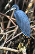 Aigrette des récifs