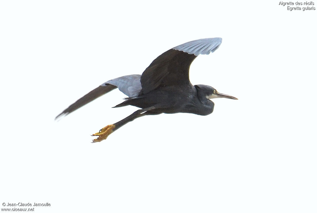 Western Reef Heron, Flight