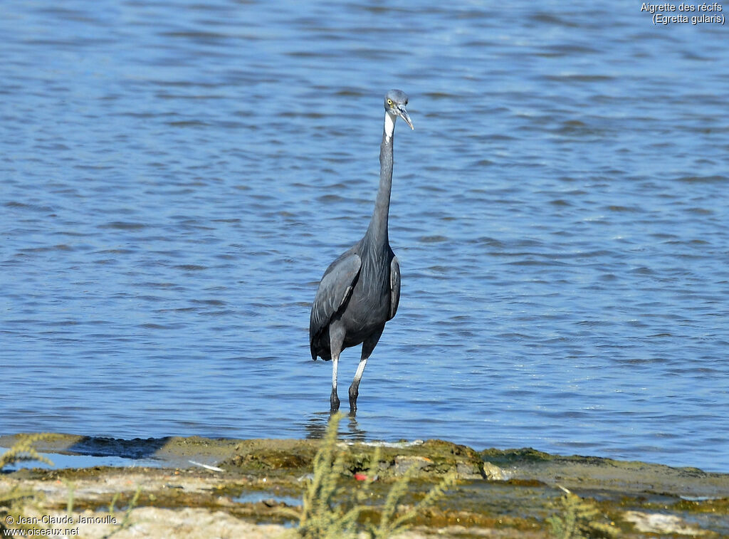 Western Reef Heron