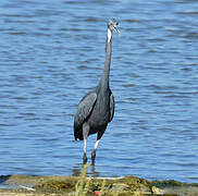 Western Reef Heron