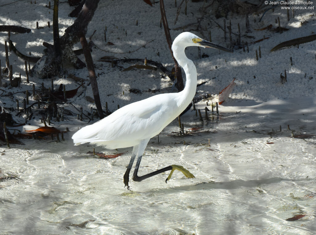 Aigrette dimorphe