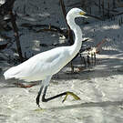 Aigrette dimorphe