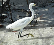 Aigrette dimorphe