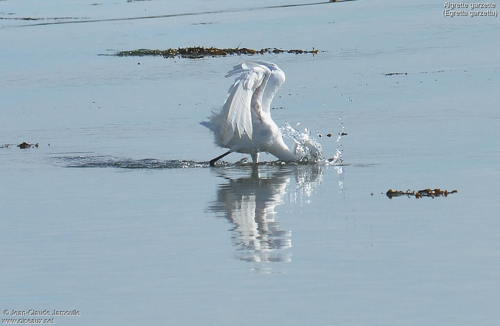 Little Egret, feeding habits