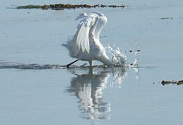 Aigrette garzette