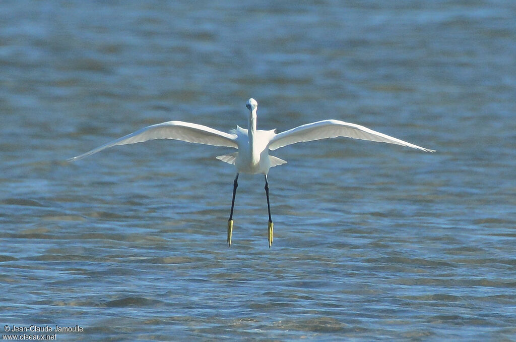 Aigrette garzette