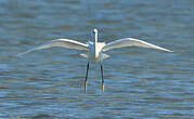 Aigrette garzette