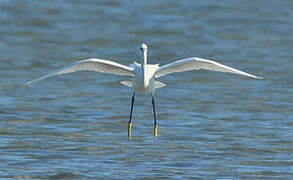 Little Egret