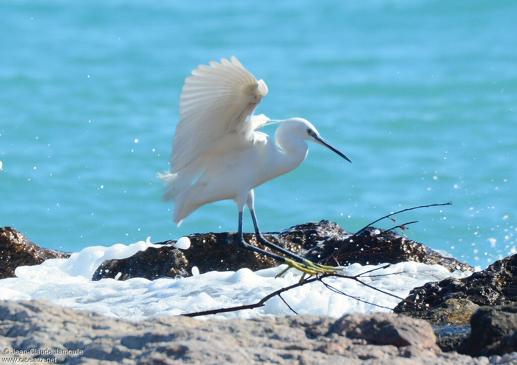 Little Egret