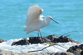 Aigrette garzette