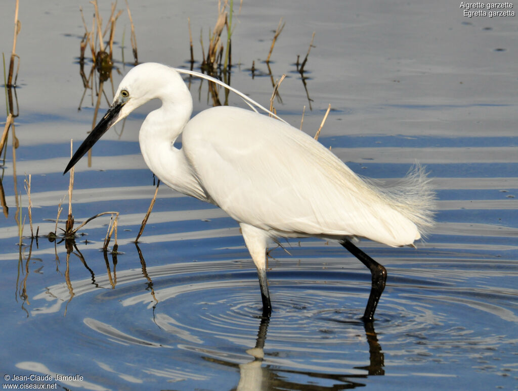 Aigrette garzetteadulte nuptial, Comportement