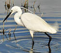 Aigrette garzette