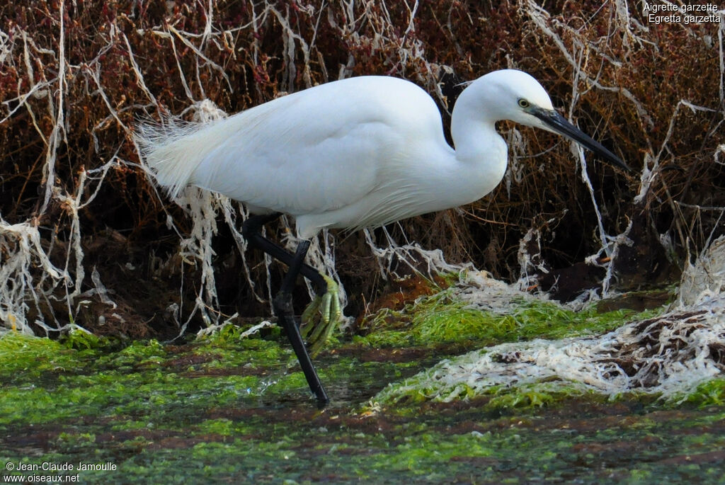 Little Egret, Behaviour