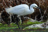 Aigrette garzette