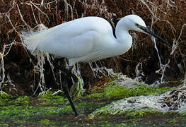 Little Egret